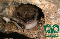 گونه خفاش مایوتیس سبیل‌دار Whiskered Myotis